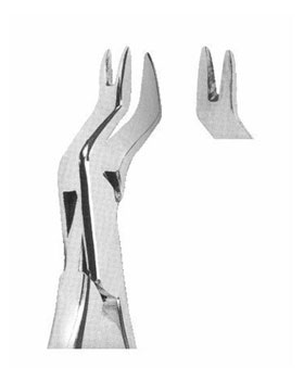 <span>Upper Molars Right</span>
