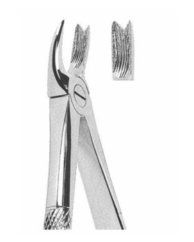 <span>Upper Molars Right</span>