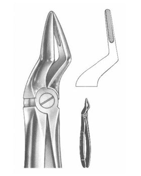 <span>Upper Roots</span>