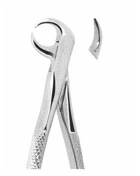 <span>Lower Molars </span>