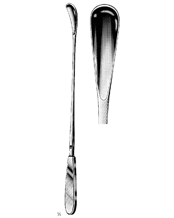 <span>Wallich</span>
