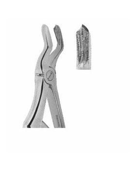 <span>Upper Molars </span>