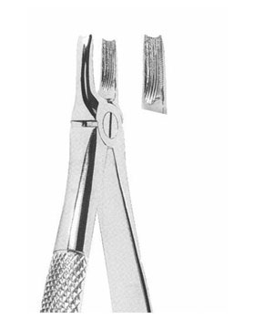 <span>Upper Canines </span>