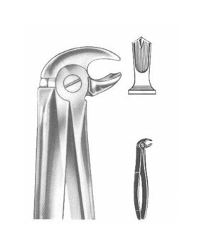 <span>Lower Molars</span>