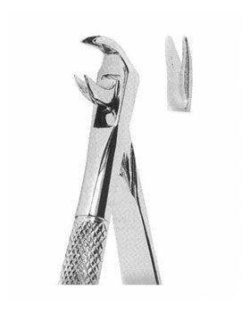 <span>Lower Teeth Premolars </span>
