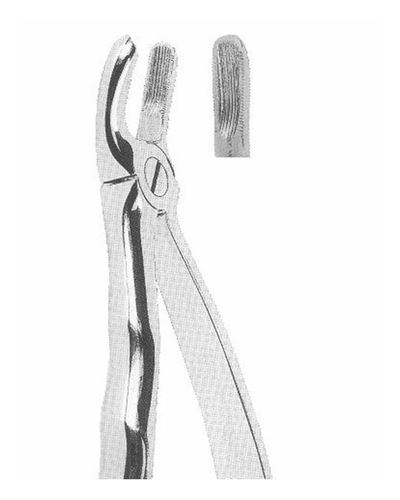 Upper Molars Right